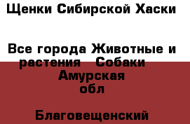 Щенки Сибирской Хаски - Все города Животные и растения » Собаки   . Амурская обл.,Благовещенский р-н